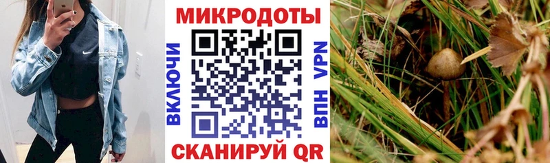 Купить где  Артёмовск  Псилоцибиновые грибы мицелий 